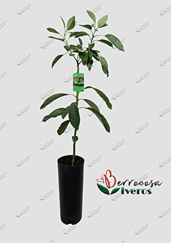 Arbol de Aguacate injertado en maceta Altura Aprox 1,20m Viveros ...