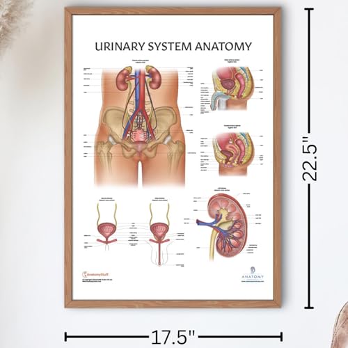 Anatomy Lab Human Urinary System Anatomy Poster, 17.3 x 22.5 Inches, Body System Diagram, Anatomical Chart for Education Learning