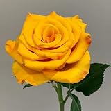 semillas de rosas perennes resistentes, rosas trepadoras Decoración de jardín para exterior, plantas de balcón, plantar rosas jardín semillas Semillas de pradera de flores, plantas de 50pcs