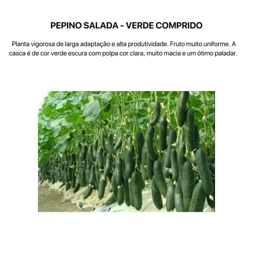 Kit 4 Sementes Legumes Horta Em Casa Jardins Vasos (Tomate, Pepino,Feijão e Pepino conserva)