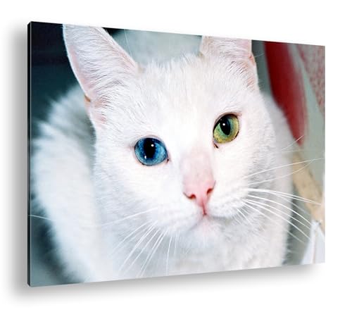 Chat exotique deyoli : Sublimez un mur blanc avec un cadre en bois 90x60