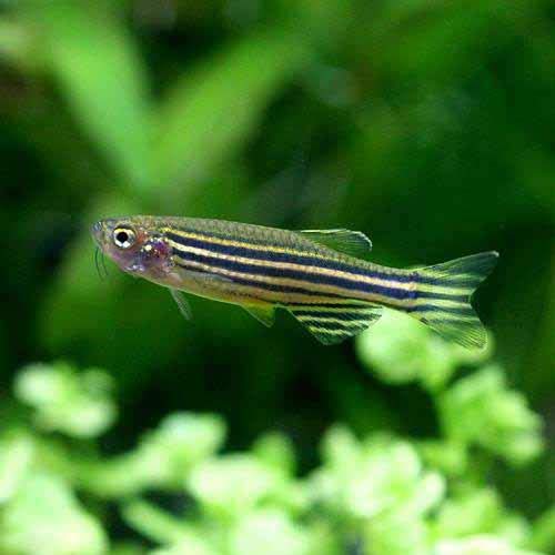 Amazon.co.jp: (Tropical Fish) Zebra Danio (10 Cats) Hokkaido