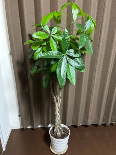 観葉植物 パキラ 編み」の人気商品一覧・価格比較 - 価格.com