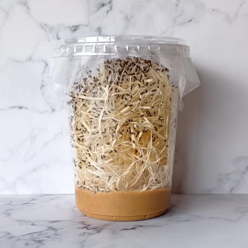 19?21時帯着指定便 (500匹) トリニドショウジョウバエ 餌用ショウジョウバエ 32オンスカップ (2カップ)