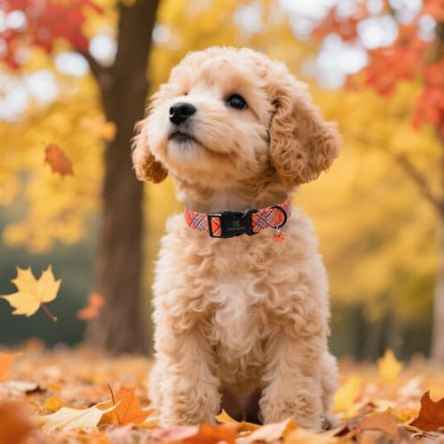 Collier de sécurité Maca Bates réglable pour petit chien bleu S