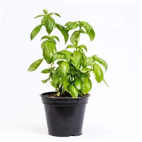 GROWDERS Live Basil Plant (Ocimum basilicum) – Fresh Aromatic Culinary Herb | Edible Leaf, Air-Purifying, Easy-Grow Kitchen & Balcony Plaant | Pack Of 1 Healthy Potted Plant-image-26