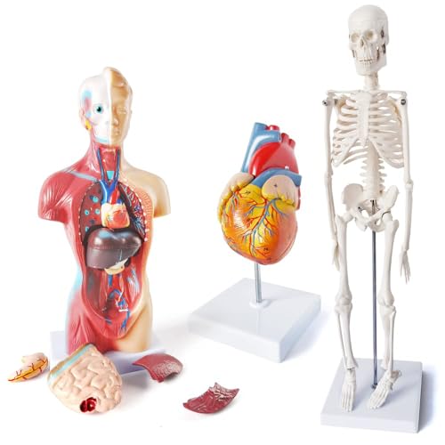 Image of Medical Anatomy Model Set, Human Torso Heart and Skeleton Model Set of 3, Detachable Body Visceral Organs, Movable Arms and Legs Medical Anatomical Models with Manual