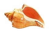Florida Shells and Gifts Inc. Select Vole Shell (3