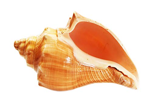Florida Shells and Gifts Inc. Select Vole Shell (3