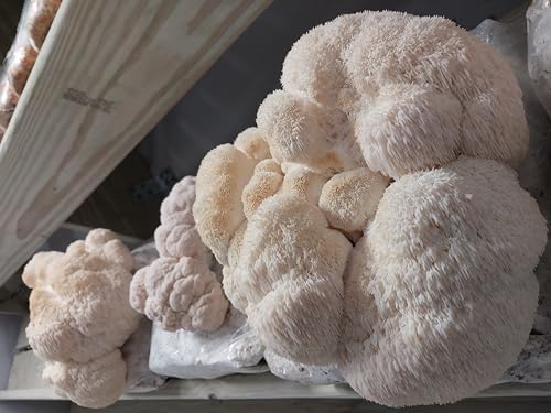 100 Lion's Mane Mushroom Plug Spawn to Grow Gourmet Medicinal Mushrooms at Home or Commercially on Logs or Stumps