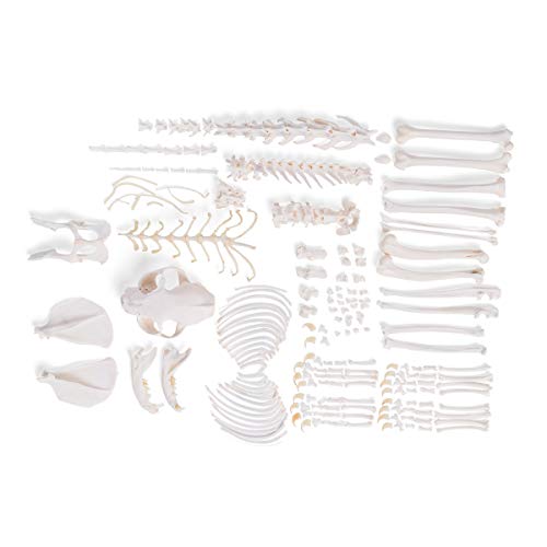 Image of 3B Scientific GmbH T30028U Cat Skeleton, disarticulated