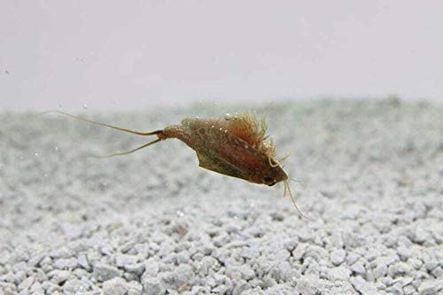 Triops Cancriformis Urzeitkrebse Starter Set mit ca. 150 Urzeitkrebs-Eiern/Zysten Deutschland, Anleitung zur Zucht und Jungtier-Futter - Züchte jetzt Deine eigenen Urzeitkrebse