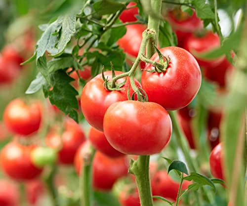 Organic Seaweed Extract Granular Fertlizer for indoor outdoor plants rich with macro and micro nutrients in Granules | Made in UAE | 1 Kg