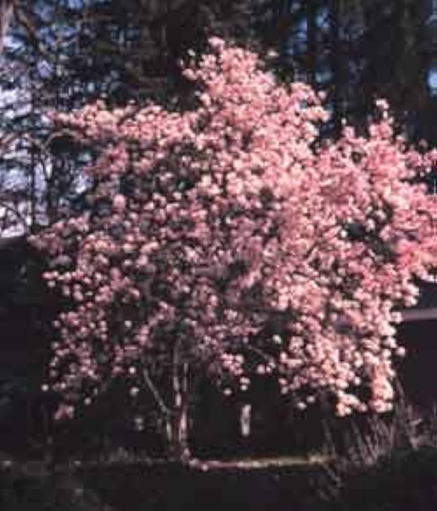 ハイドランジア マグノリア Magnolia White 40