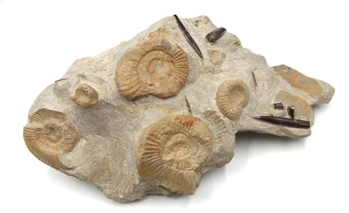 Belemnite & Perisphinctes Ammonite Fossil Jurassic #18185