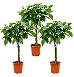 Pflanze Plus | 3er-Set Glückskastanie | Pachira aquatica | Ø 50 cm | ø 12-15cm Topf | Pflegeleichte Zimmerpflanzen für Wohnung und Büro | Qualität vom Pflanzen Profi