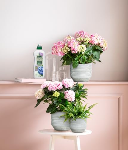 Dehner Hortensien- und Rhododendrondünger, hochwertiger Flüssigdünger, Dünger für Laubgehölze, organischer NPK-Dünger, mit Spurennährstoffen, 1 l, für ca. 150 l, bunt 4