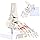 SKUMOD Human Foot Skeleton Model, Life Size Foot Bone Model with Tibia and Fibula, Life Size Foot Skeleton Model, Fully Articulated, for Display Research Study
