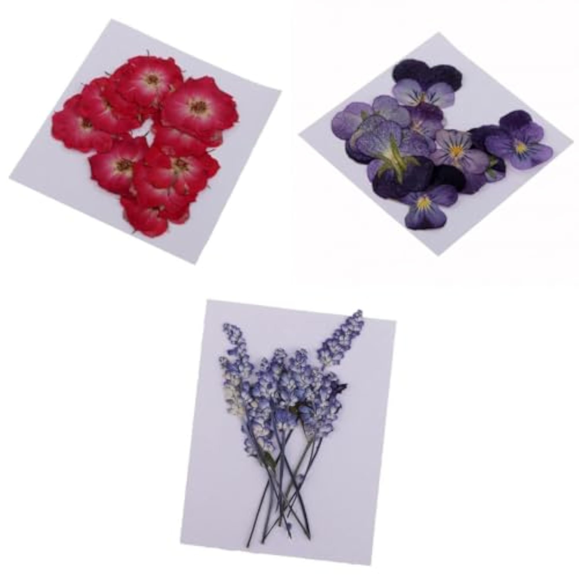 Dried Pressed Flowers for DIY Scrapbooking Crafts