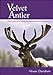 Velvet Antler