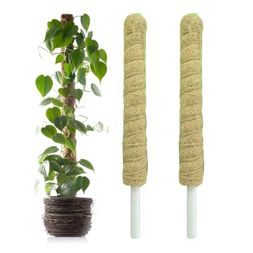 Image of Casa De Amor Coir Stick | Natural Coco Pole Support for Climbing Indoor & Outdoor Plants | Strong Pole for Money Plant, Monstera, Pothos Growth (2 Feet, Set of 2)
