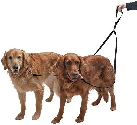 two tails dog walking