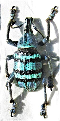 CrystalsAhoy Etched Selenite Wolf Charging Plate, Charging Station, Selenite Slab (Selenite, 3