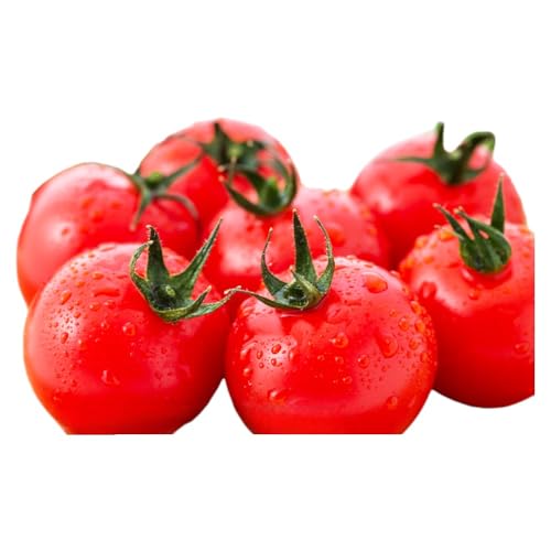 [2026年6月下旬〜発送]完熟 富良野トマト (ミニトマト)[約1kg] (スイートベジタブルファクトリー) 野菜 新鮮 直送 朝採り トマト ミニトマト 道産 北海道 ふらの