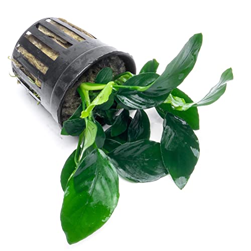 Substratesource P1A03003 Anubias Live Aquarium Plants - Potted Freshwater Plant For Fish Tanks thumb #2