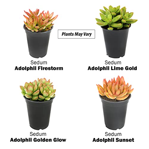1Qt Sedum Succulent Plants Live Plants Indoor Plants Live Houseplants Or Outdoor Plants 4Pk, Sedum Plants Live Succulents Plants Live House Plants Indoors, Succulent Pots For Plants By Plants For Pets #TOP6