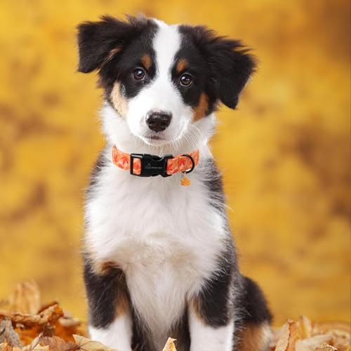 ARING PET Herbst Orange Hundehalsband, Herbst Ahornblatt Hundehalsband mit Schnellverschluss aus Kunststoffschnalle, Bequemes Baumwoll Halsband für Jungen und Mädchen Hunde
