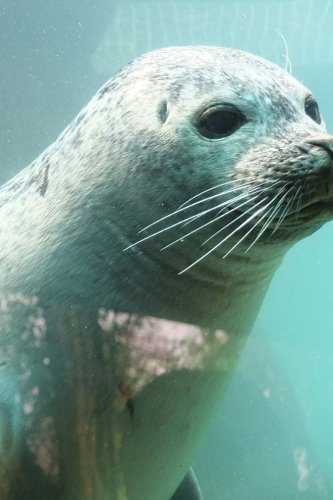 Preisvergleich Produktbild Seals (Journal / Notebook)