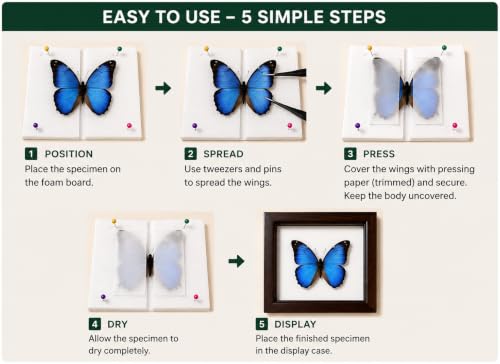Image of Insect Pinning Kit for Beginners with Walnut Display Case, Butterfly & Bug Specimen Mounting Kit, EVA Foam Spreading Board, Insect Pins, Tweezers, Scissors & Wing Pressing Paper