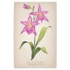 Lantern Press 16x24 Inch Giclee Print, Oncidium, Orchid, Vintage Flora