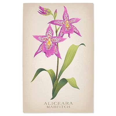 Lantern Press 16x24 Inch Giclee Print, Oncidium, Orchid, Vintage Flora