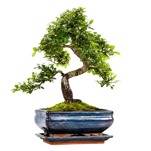 Chinese Elm Bonsai Tree 3040cm | 810 Years Old | Elegant Indoor Outdoor Bonsai Gift for Beginners | Includes Glazed Ceramic Pot & Drip Tray