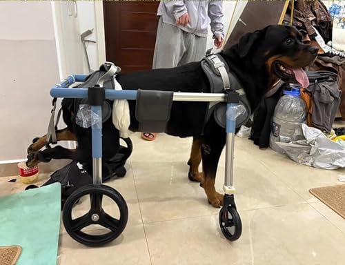 Aide à la mobilité pour chien handicapé pour retrouver le bonheur - 3