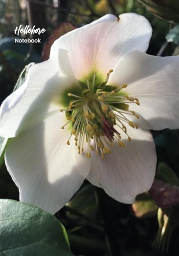  Hellebore: Notebook