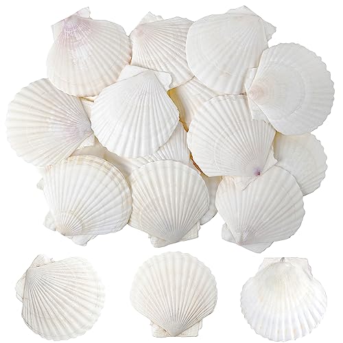 SINKOO 25 PCS Small Scallop Shells 2"-3" White Natural Seashell for DIY Craft Mermaid Beach Wedding Home Decoration