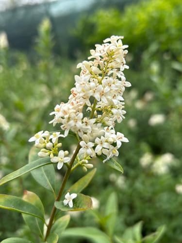 Ligustro comune Ligustrum vulgare pianta da siepe in vaso ø19 cm h. 80/100 cm Vivaio di Castelletto