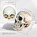 MagiDeal Lifesize 1:1 Human Skull Replica Resin Model Anatomical Medical Skeleton