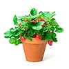 Back to the Roots Organic Wild Strawberry Grow Kit #4