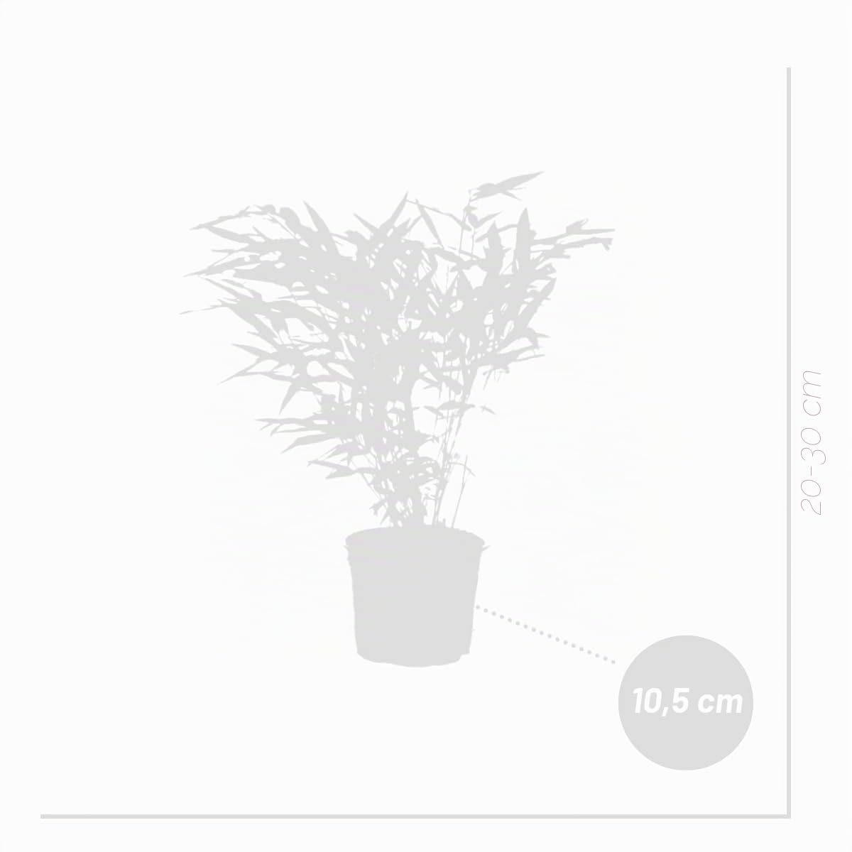 Bloomique - Set di 6 - Fargesia rufa - Pianta di bambù - Non invadente - Resistente al freddo - Sempreverde - Piante da giardino - Alte 20-30 cm - Vaso da 10 cm
