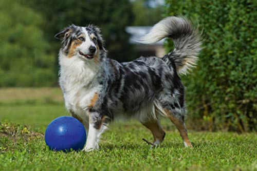 Premium Textil-Leinwand 75 x 50 cm Quer-Format Bekannt wie ein bunter Hund. Australian Shepherd - Familienplaner hoch, Leinwanddruck von SiSta-Tierfoto