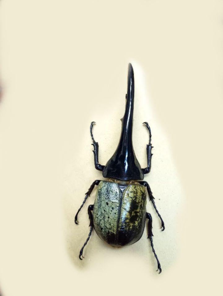 ヘラクレスオオカブト　標本　琥珀樹脂 ヘラクレスオオカブト 標本 琥珀樹脂 <0622z昆虫樹脂標本> 世界最大級