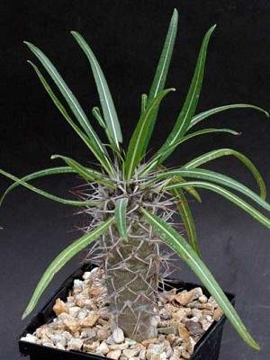 Amazon.co.jp: 【多肉植物／種子】Pachypodiumパキポディウム ミケア