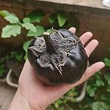 500 piezas Semillas de berenjena orgánicas Plantar Verduras Regalos Sostenibles Para Mujeres Solanum melongena Huerto Regalos originales Plantas exóticas Resistente Plantas vegetales