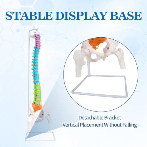Image of 34.6 inchLife-Size Colored Anatomical Spinal Model with Anatomical Diagram