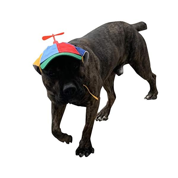 Geanbaye dog hats with funny propeller, size and rope double adjustment pet hats for small middle and large dog (iridescent) - image 3