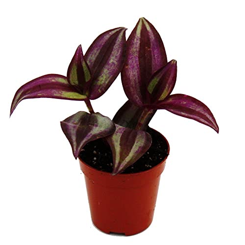 Exotenherz - Mini-Pflanze - Tradescantia 'Purple' - Dreimasterblume - Wasserhexe - Ideal für kleine Schalen und Gläser - Baby-Plant im 5,5cm Topf